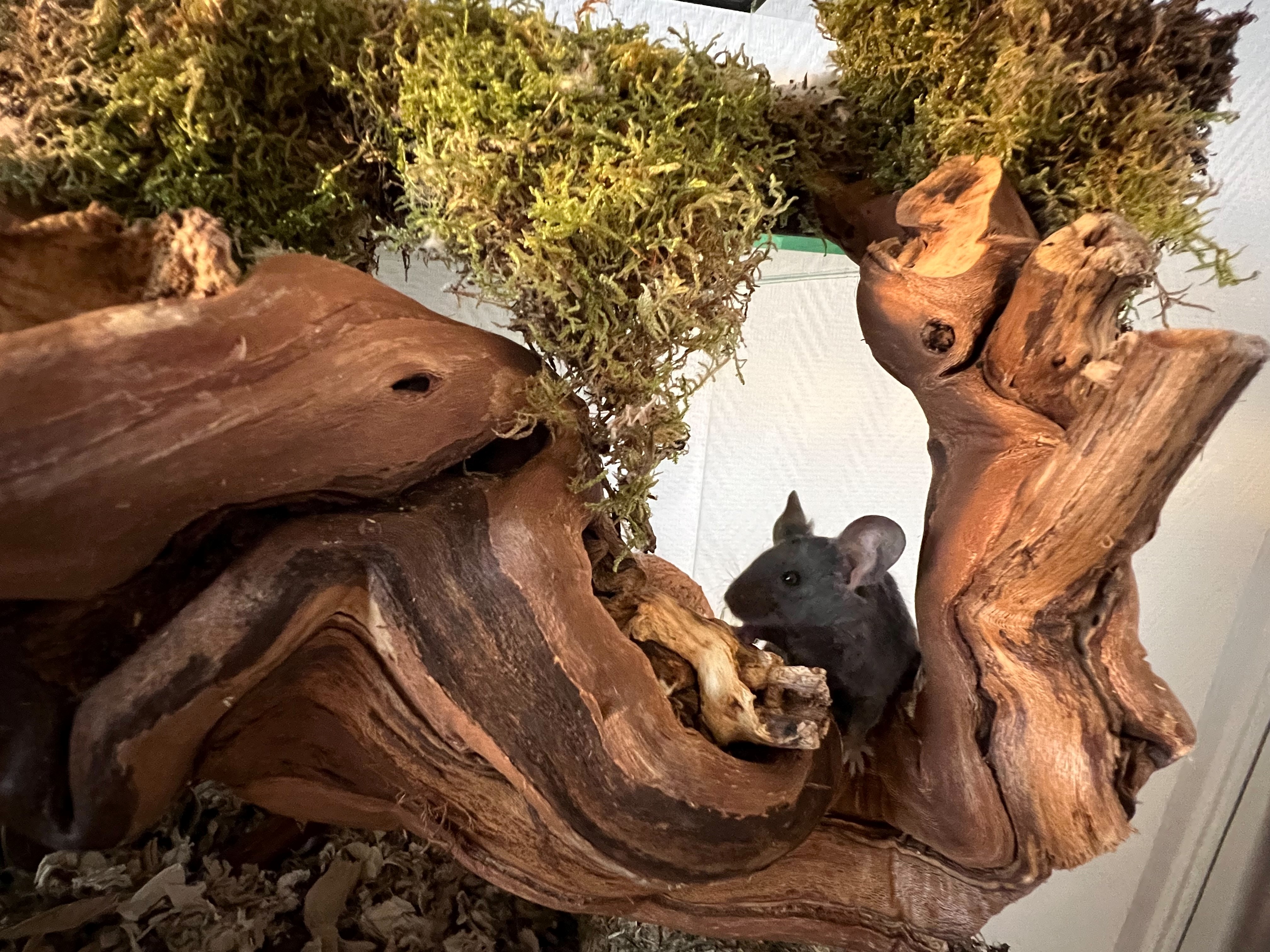 Wijnrank in Muizenterrarium
